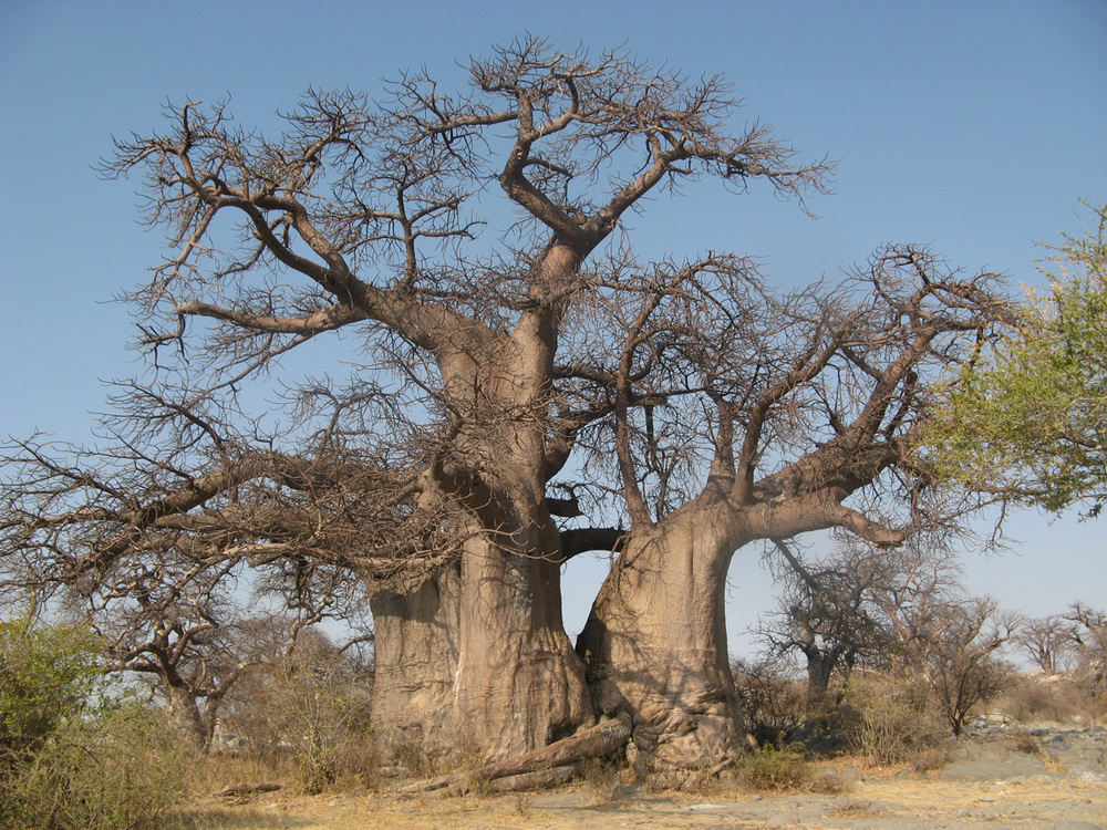 Ботсвана, баобаб
